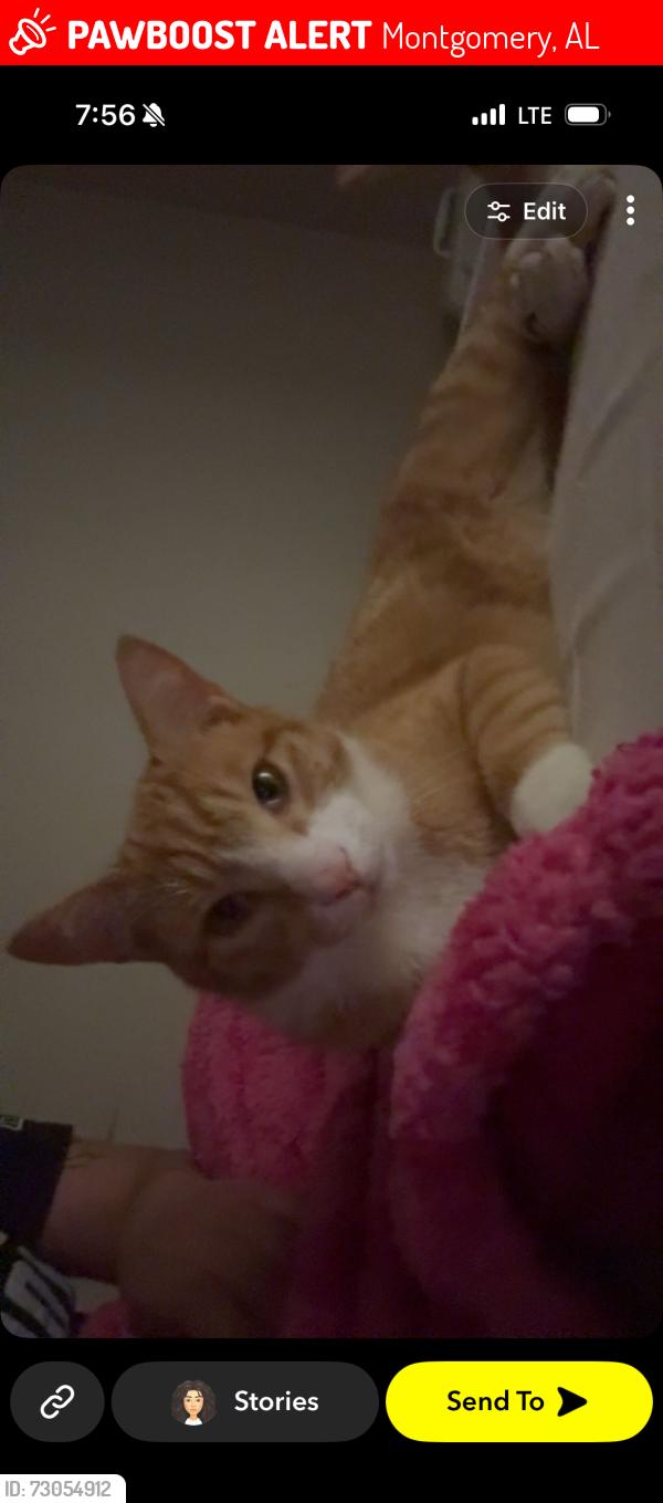Lost Male Cat last seen by eastern blvd, Montgomery, AL 36106