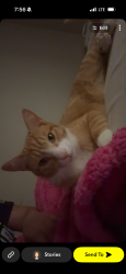Lost Male Cat last seen by eastern blvd, Montgomery, AL 36106