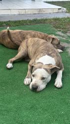 Reunited Female Dog last seen Subway in the corner 4 east ave, Hialeah, FL 33010