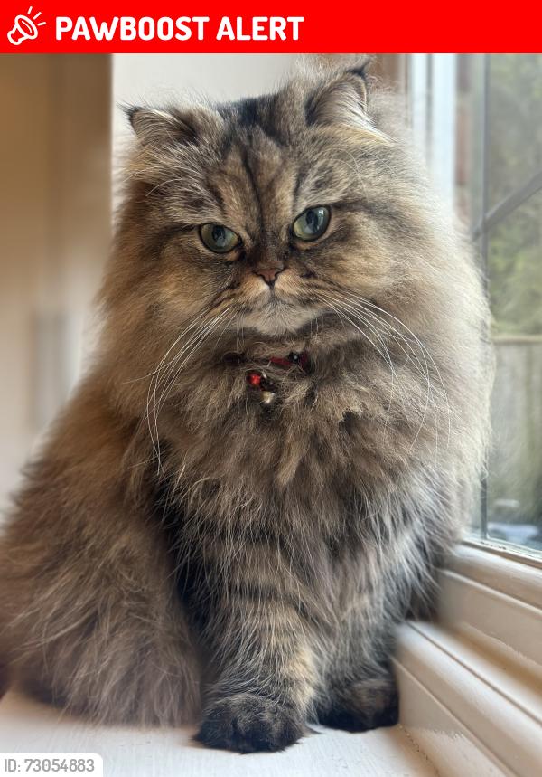 Lost Female Cat last seen higher denham, lower road , Denham, England UB9 5EB