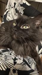 Reunited Female Cat last seen Gratiot between 23/24 Plymouth Village, Chesterfield, MI 48051