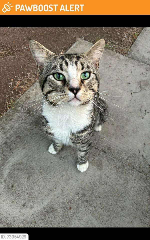 Found/Stray Male Cat last seen Near Puregym Bermondsey , Greater London, England SE16 2HN