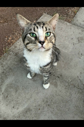 Found/Stray Male Cat last seen Near Puregym Bermondsey , Greater London, England SE16 2HN