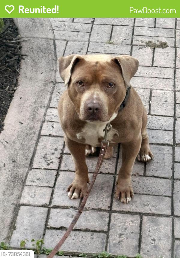 Reunited Male Dog last seen Long Lake Dr. , Owings Mills, MD 21117
