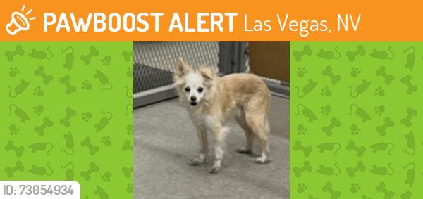 Found/Stray Male Dog last seen Charleston and Torrey Pines Dr, Las Vegas, NV 89146