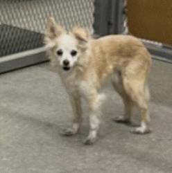 Found/Stray Male Dog last seen Charleston and Torrey Pines Dr, Las Vegas, NV 89146