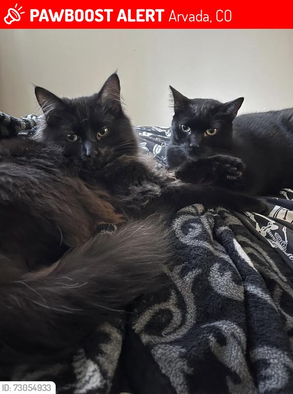 Lost Male Cat last seen Alison way and 80th, Arvada, CO 80005