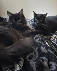 Lost Male Cat last seen Alison way and 80th, Arvada, CO 80005
