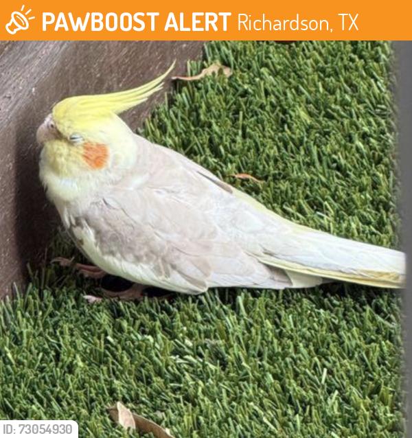 Found/Stray Unknown Bird last seen Cityline near Peloton, Richardson, TX 75082