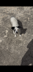 Found/Stray Female Dog last seen JoCo oil & lube, Houston, TX 77020