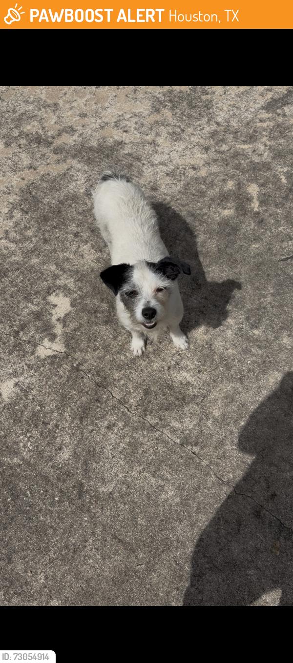 Found/Stray Female Dog last seen JoCo oil & lube, Houston, TX 77020