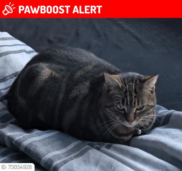 Lost Female Cat last seen Woburn place, Brighton and Hove, England BN1 9GB