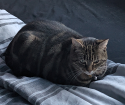 Lost Female Cat last seen Woburn place, Brighton and Hove, England BN1 9GB
