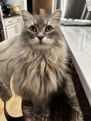 Lost Male Cat last seen 116th and Gray Rd, Carmel, IN 46033