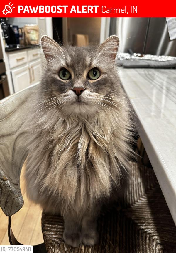 Lost Male Cat last seen 116th and Gray Rd, Carmel, IN 46033