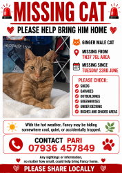 Lost Male Cat last seen Conquest hosp the ridge, Hastings, England TN37 7GL