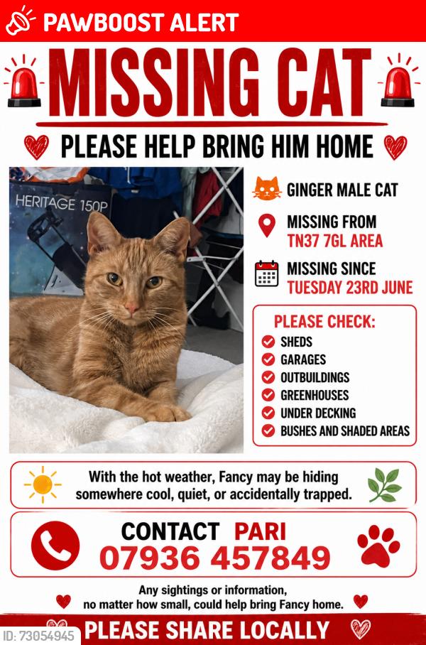 Lost Male Cat last seen Conquest hosp the ridge, Hastings, England TN37 7GL
