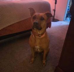 Found/Stray Female Dog last seen Palomar Heights Post Acute, Escondido, CA 92027