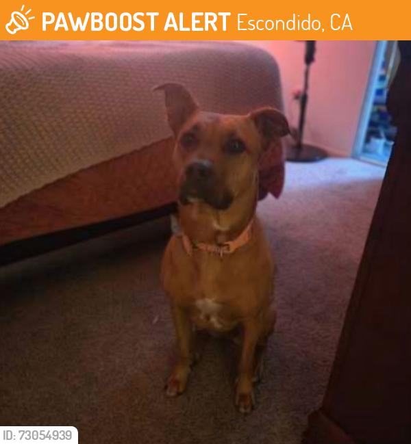 Found/Stray Female Dog last seen Palomar Heights Post Acute, Escondido, CA 92027