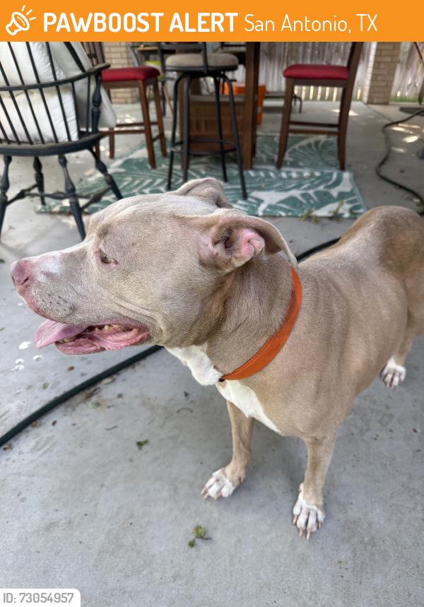 Found/Stray Female Dog last seen Vance Jackson and De Zavala, San Antonio, TX 78230