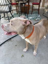 Found/Stray Female Dog last seen Vance Jackson and De Zavala, San Antonio, TX 78230