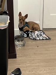 Found/Stray Male Dog last seen 16th & Island, San Diego, CA 92101