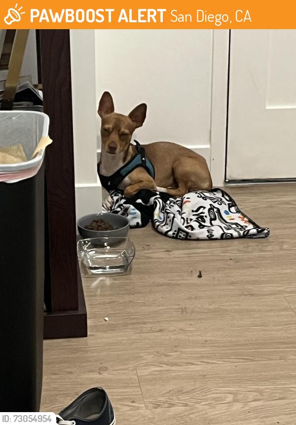 Found/Stray Male Dog last seen 16th & Island, San Diego, CA 92101