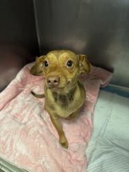 Shelter Stray Female Dog last seen , West Valley Animal Shelter, 20655 Plummer St, Chatsworth, CA 91311, USA