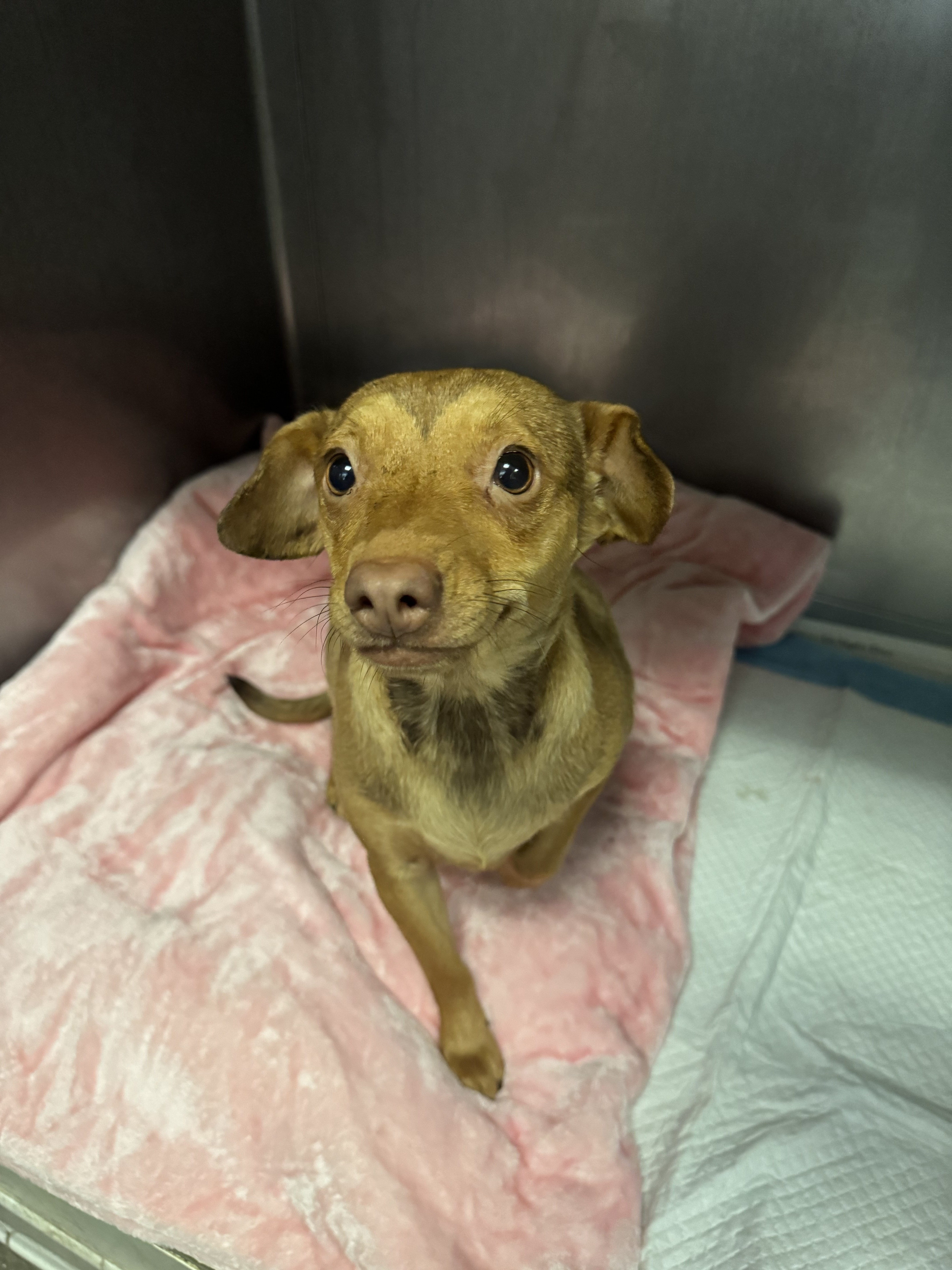 Shelter Stray Female Dog last seen , West Valley Animal Shelter, 20655 Plummer St, Chatsworth, CA 91311, USA