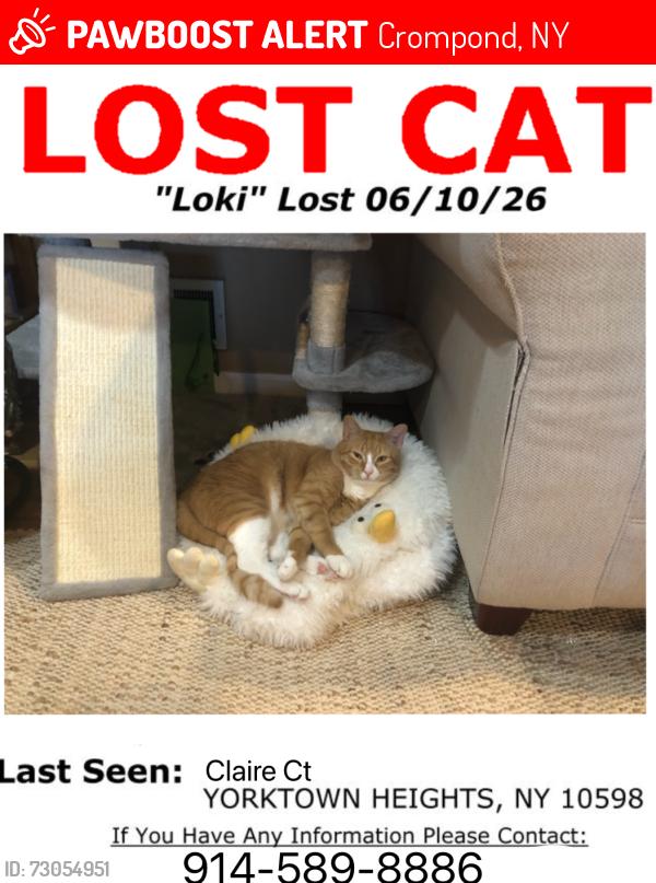 Lost Male Cat last seen Ellen lane, Crompond, NY 10598
