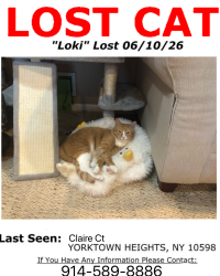 Lost Male Cat last seen Ellen lane, Crompond, NY 10598
