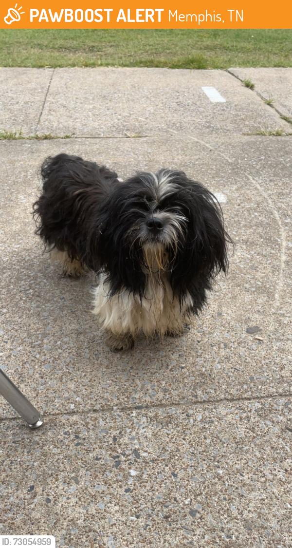 Found/Stray Unknown Dog last seen Scenic Hills Elementary, Memphis, TN 38128