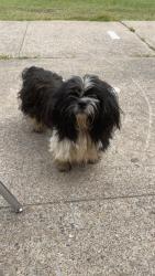 Found/Stray Unknown Dog last seen Scenic Hills Elementary, Memphis, TN 38128