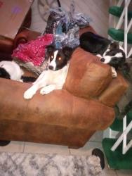 Found/Stray Male Dog last seen Rose and Thorsen, Stanislaus County, CA 95355