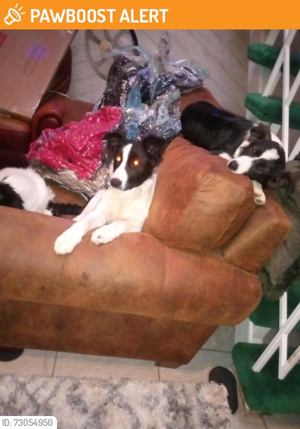 Found/Stray Male Dog last seen Rose and Thorsen, Stanislaus County, CA 95355