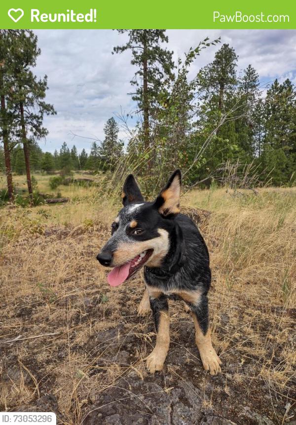 Reunited Male Dog last seen 55th ave and Pittsburg , Spokane, WA 99203