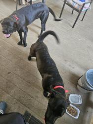 Reunited Male Dog last seen Near Red Oak Dr Fayetteville , Fayetteville, GA 30214