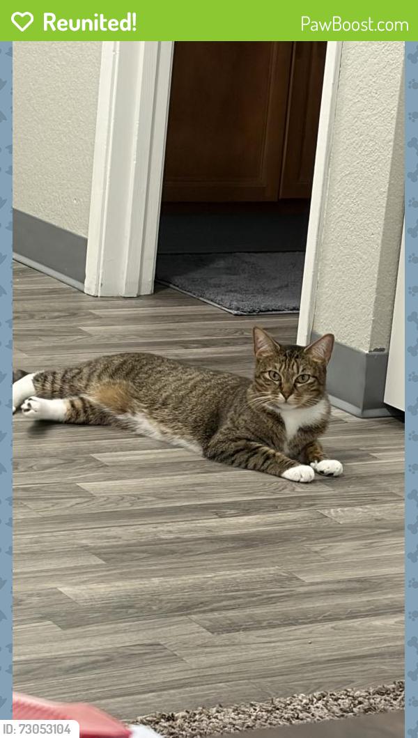 Reunited Female Cat last seen Near NW Myhre Rd, Silverdale, WA 98383
