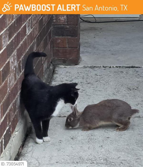 Found/Stray Unknown Rabbit last seen Back and front yard, San Antonio, TX 78249