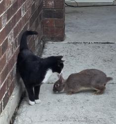 Found/Stray Unknown Rabbit last seen Back and front yard, San Antonio, TX 78249