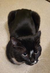 Lost Male Cat last seen Inkster Garden drive, Keewatin street, Winnipeg, MB R2R