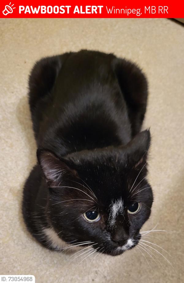 Lost Male Cat last seen Inkster Garden drive, Keewatin street, Winnipeg, MB R2R