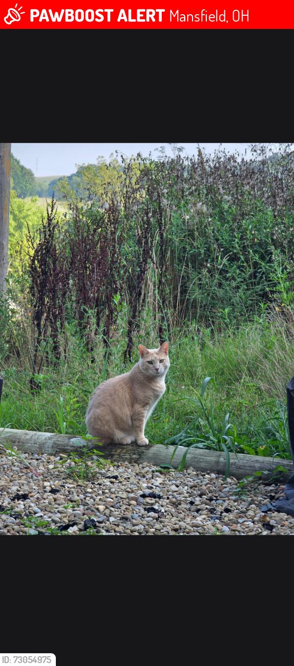 Lost Male Cat last seen Dream Drive, Ridgewood, Hollywood area, Mansfield, OH 44907