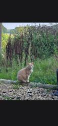Lost Male Cat last seen Dream Drive, Ridgewood, Hollywood area, Mansfield, OH 44907