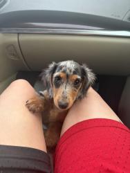 Reunited Female Dog last seen Near Valdosta Rd, San Jose, CA 95121, USA, San Jose, CA 95121