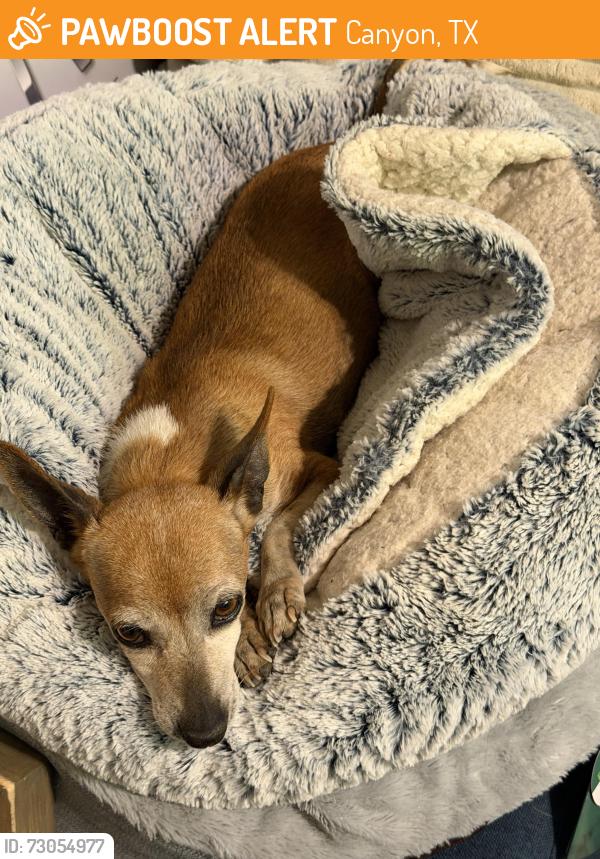 Found/Stray Male Dog last seen Southridge Dr. & Soncy FM road, Canyon, TX 79015