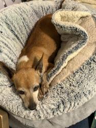Found/Stray Male Dog last seen Southridge Dr. & Soncy FM road, Canyon, TX 79015