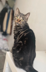 Lost Female Cat last seen Battersea Arts Centre, Greater London, England SW11 5LH
