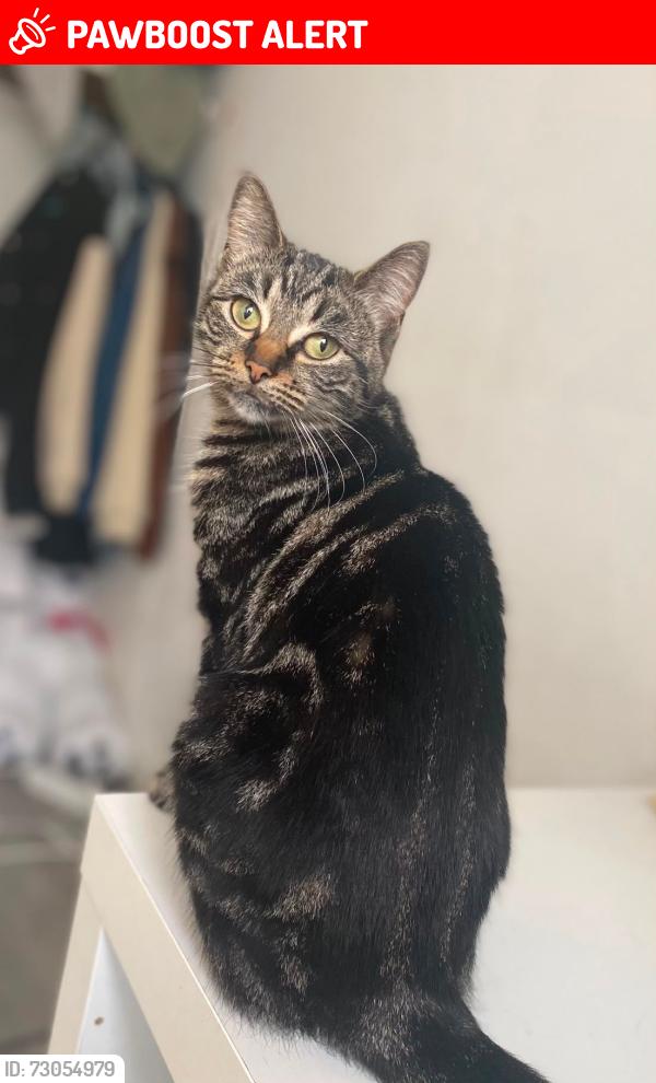 Lost Female Cat last seen Battersea Arts Centre, Greater London, England SW11 5LH