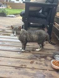 Found/Stray Male Cat last seen Main Rd Hanover Twp, Hanover Township, PA 18706